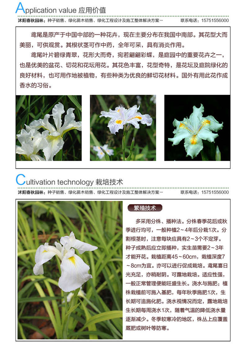 白花鳶尾種子應用價值及種植技術