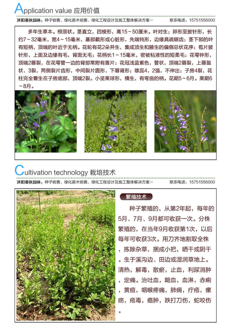 半枝蓮種子應用價值及種植技術