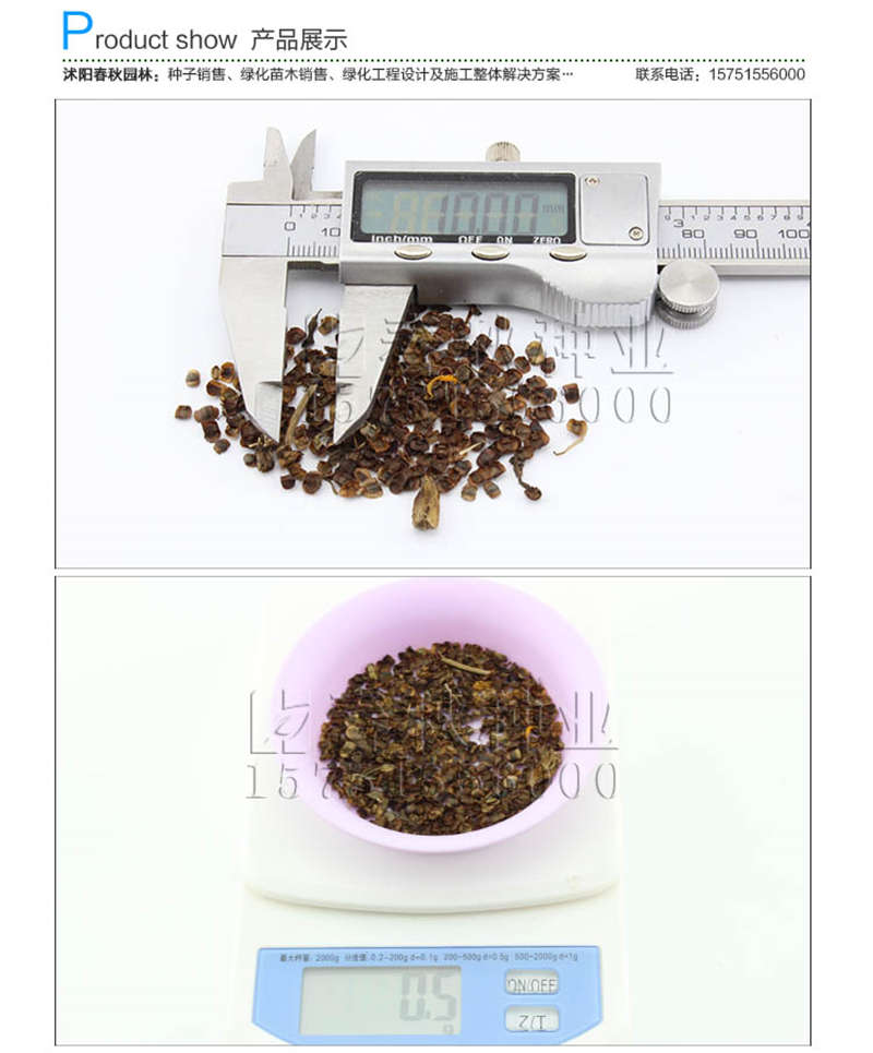 大花金雞菊種子銷(xiāo)售參考價(jià)格