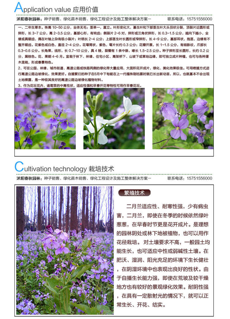 二月蘭種子應用價值及種植技術