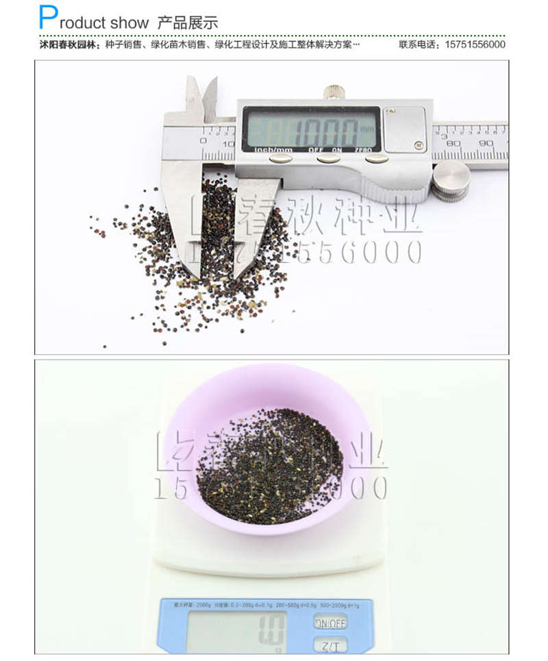 雞冠花種子銷售參考價(jià)格