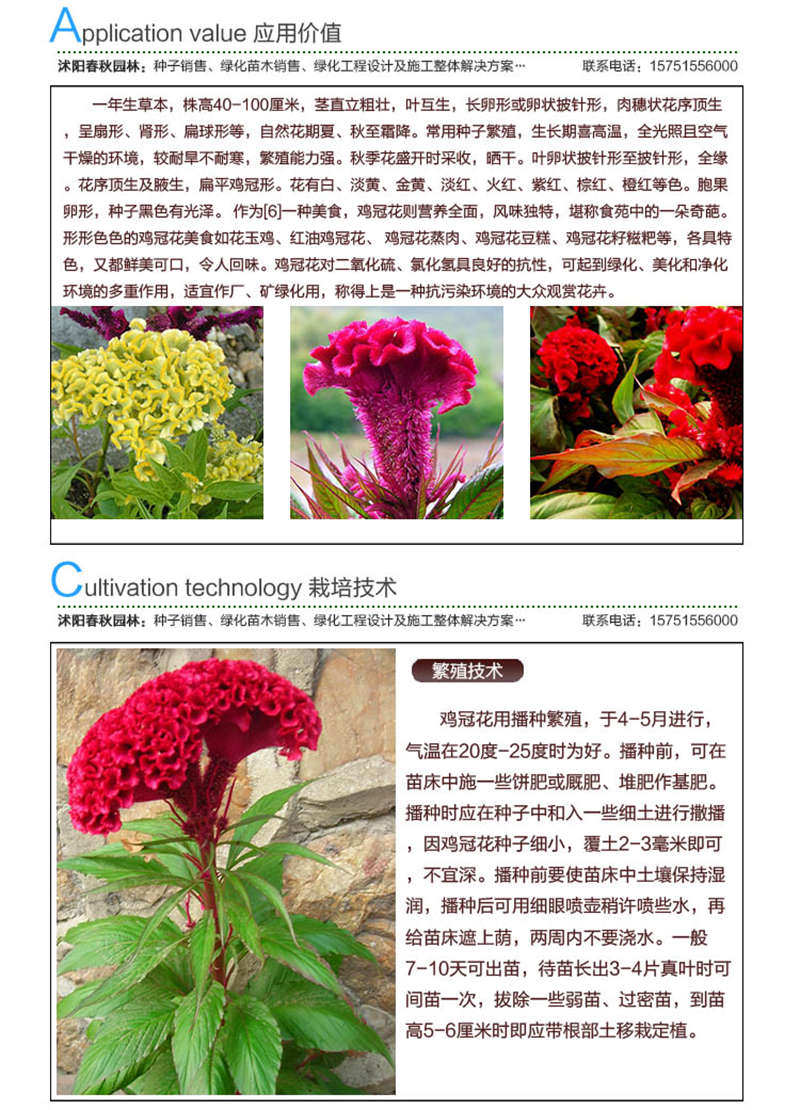 雞冠花種子應(yīng)用價(jià)值及種植技術(shù)