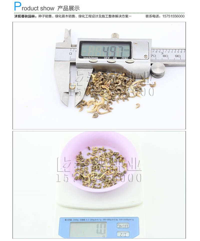 金盞菊種子銷售參考價格