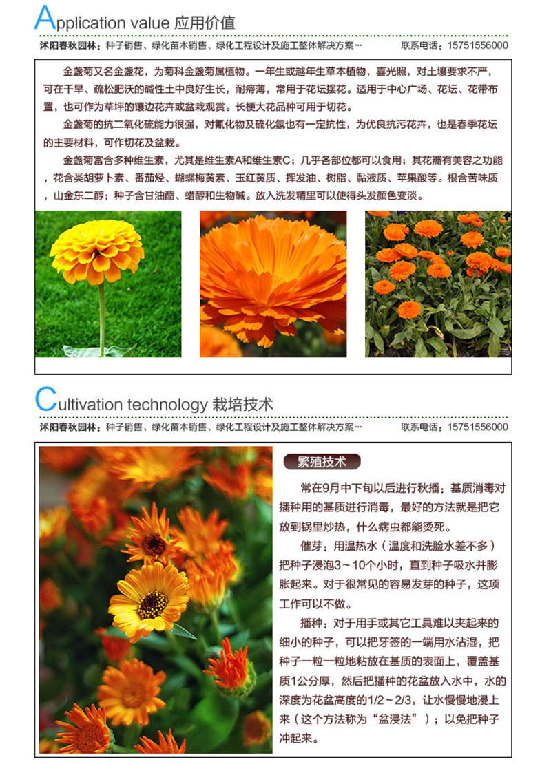 金盞菊種子應用價值及種植技術