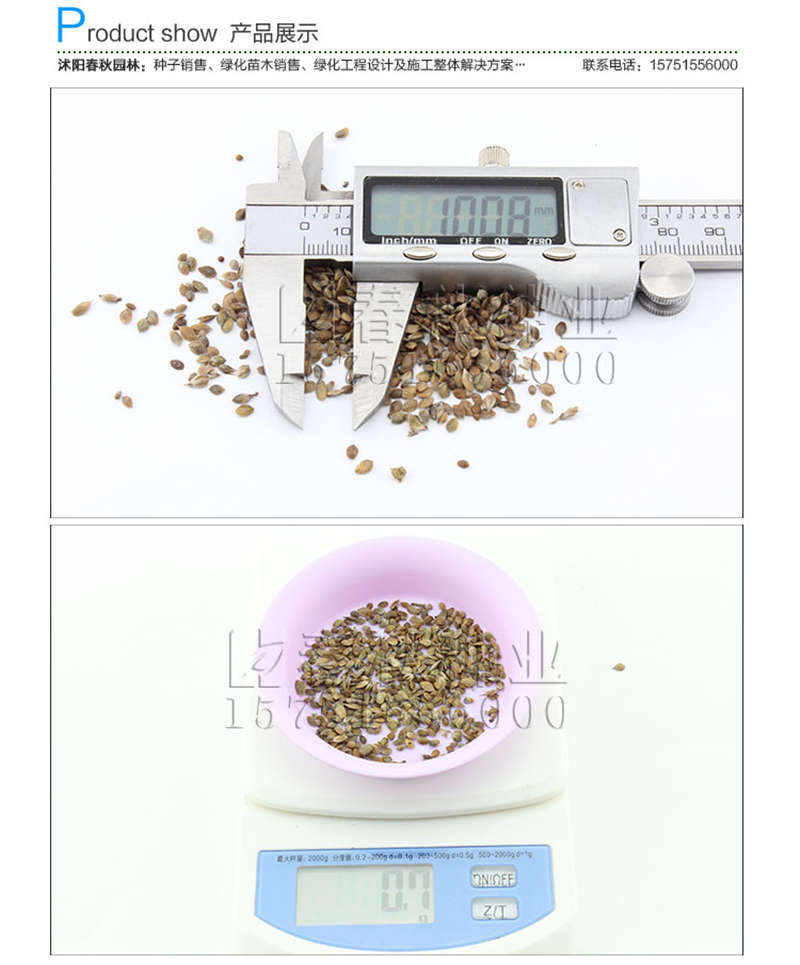 美麗胡枝子種子銷(xiāo)售參考價(jià)格