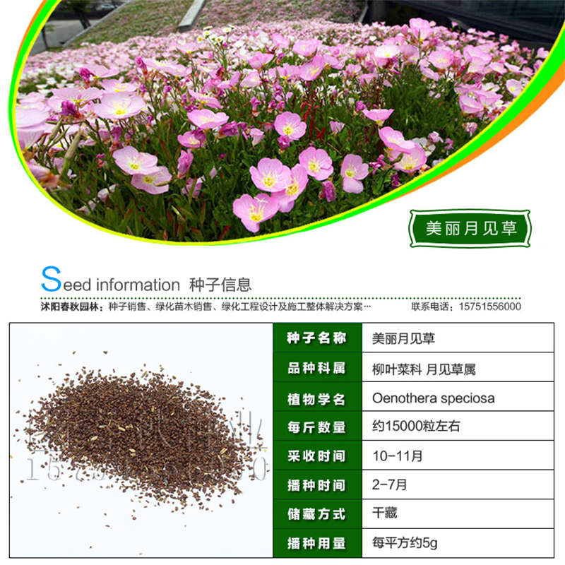 美麗月見(jiàn)草種子基本信息