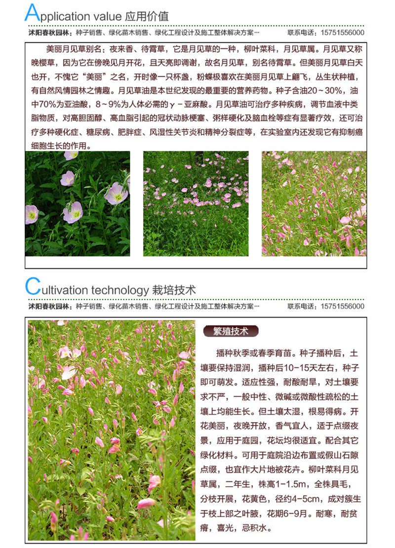 美麗月見(jiàn)草種子應(yīng)用價(jià)值及種植技術(shù)