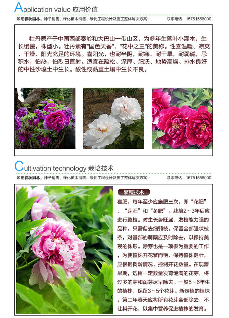 牡丹種子應用價值及種植技術