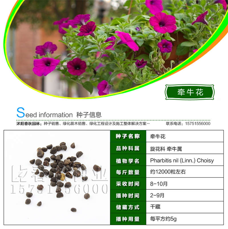 牽牛花種子基本信息