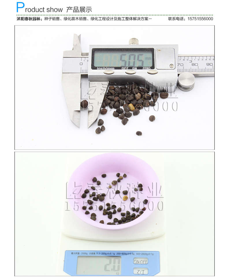 牽牛花種子銷售參考價(jià)格