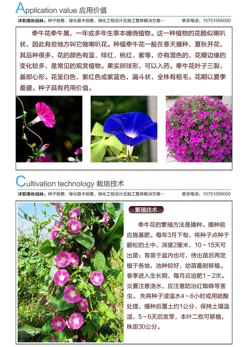 牽牛花種子應(yīng)用價(jià)值及種植技術(shù)