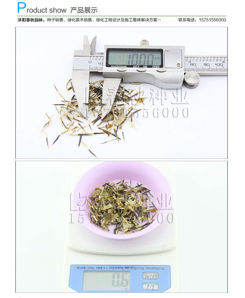 萬壽菊種子銷售參考價格