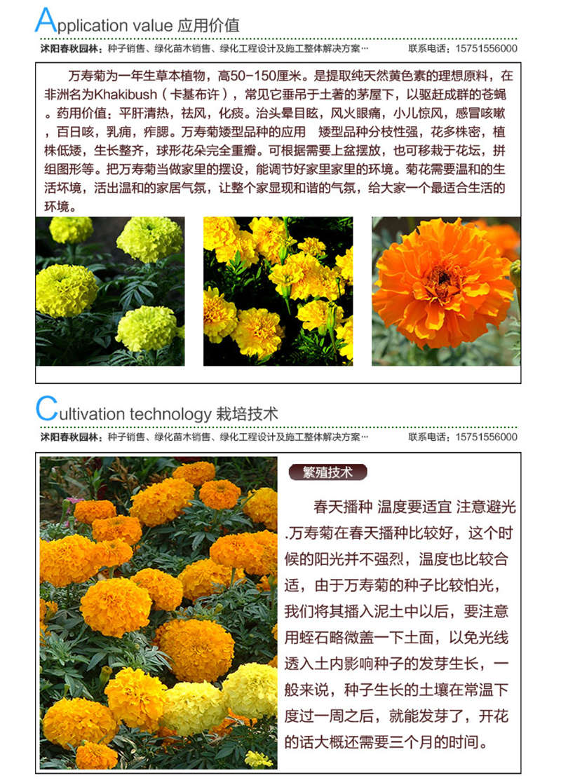 萬壽菊種子應(yīng)用價值及種植技術(shù)
