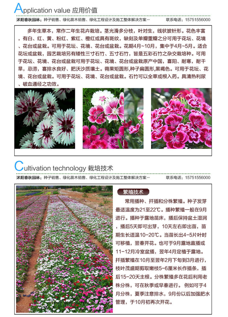 五彩石竹種子應用價值及種植技術