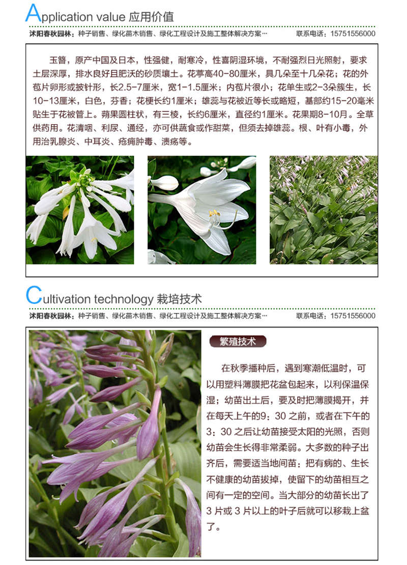 玉簪種子應用價值及種植技術