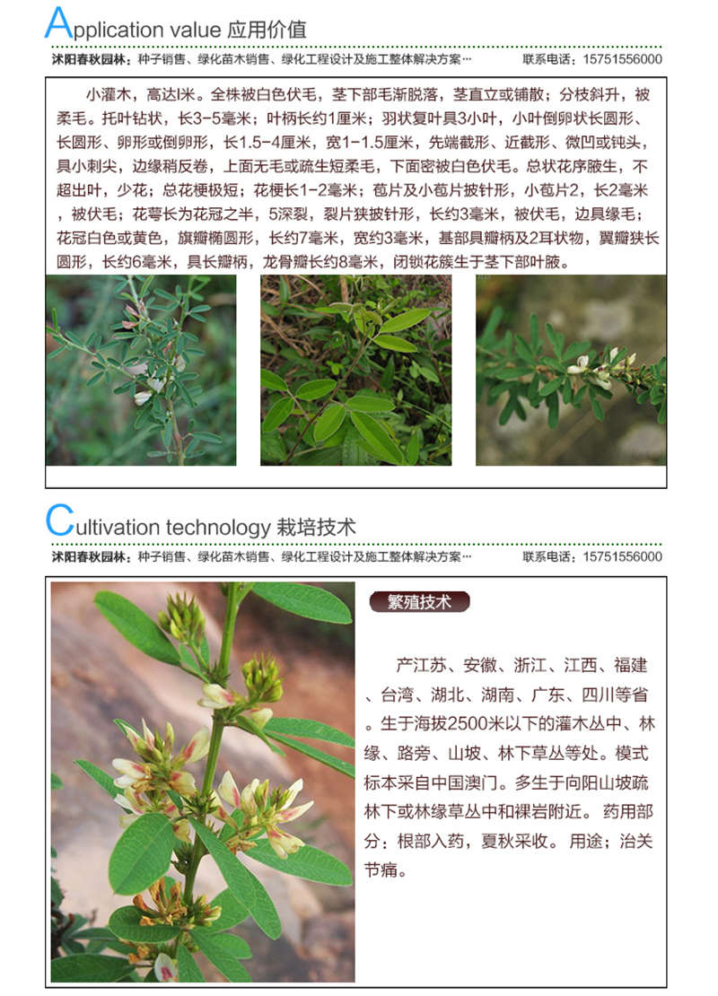 中華胡枝子種子應用價值及種植技術