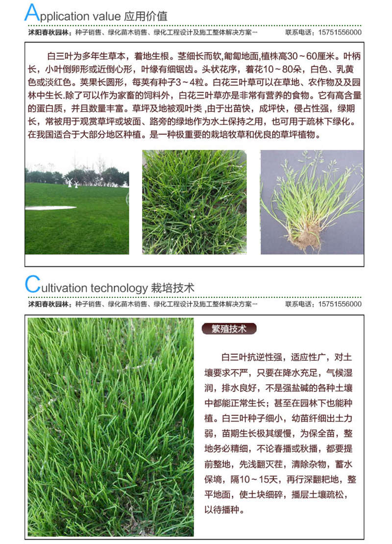 多年生黑麥草種子應用價值及種植技術