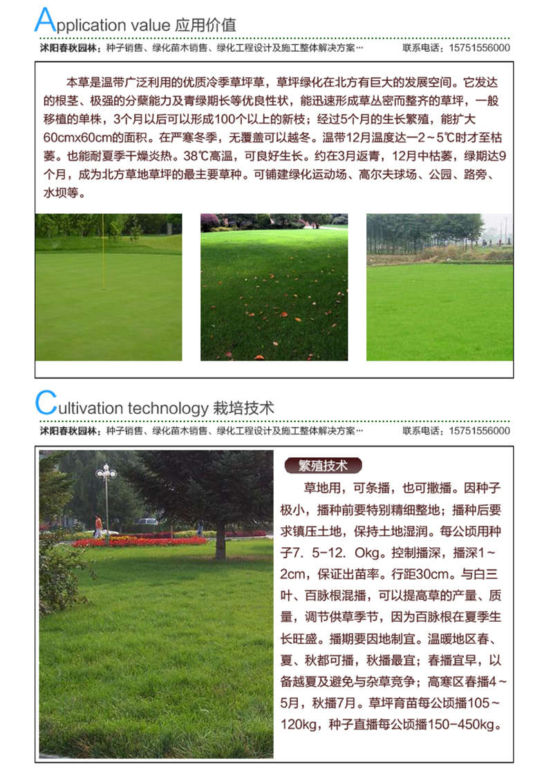 早熟禾種子應用價值及種植技術