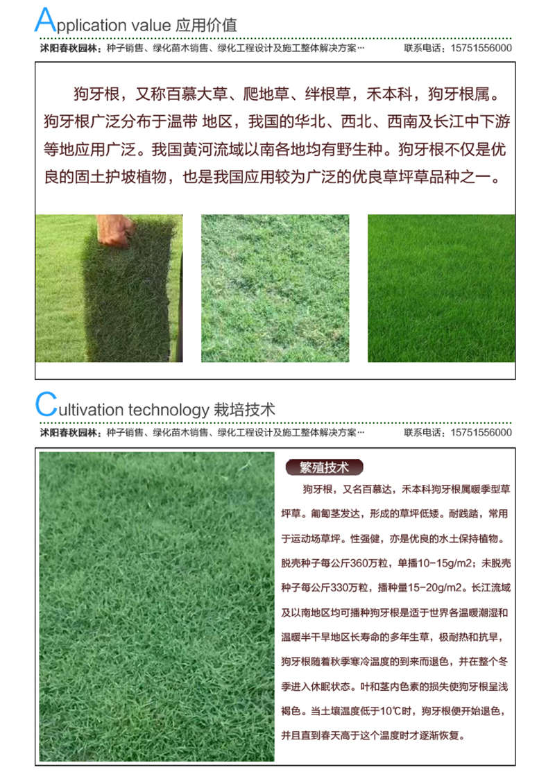 狗牙根(凈籽)種子應用價值及種植技術