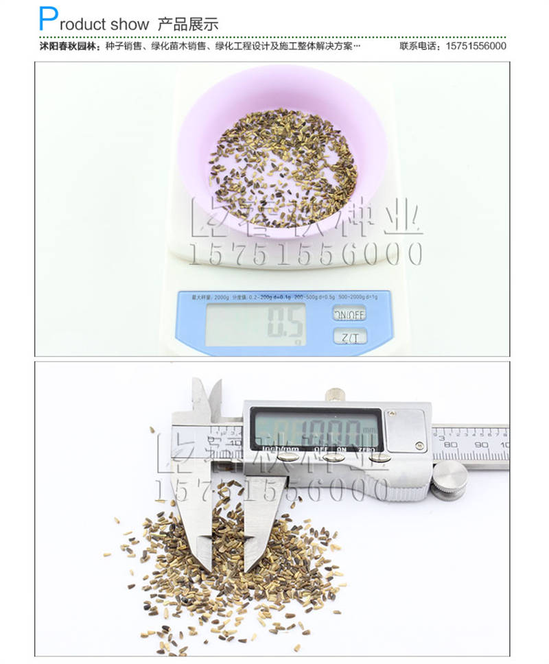 白三葉(包衣)種子銷(xiāo)售參考價(jià)格