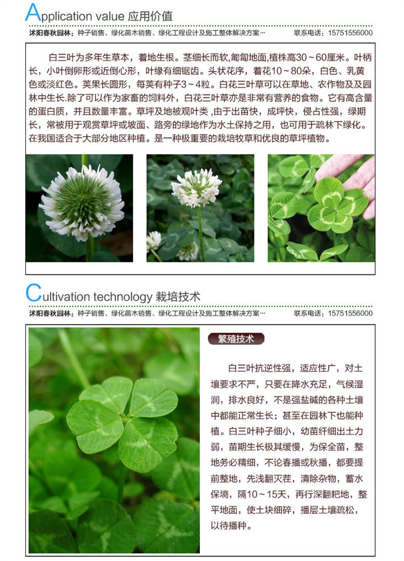 白三葉(包衣)種子應(yīng)用價(jià)值及種植技術(shù)