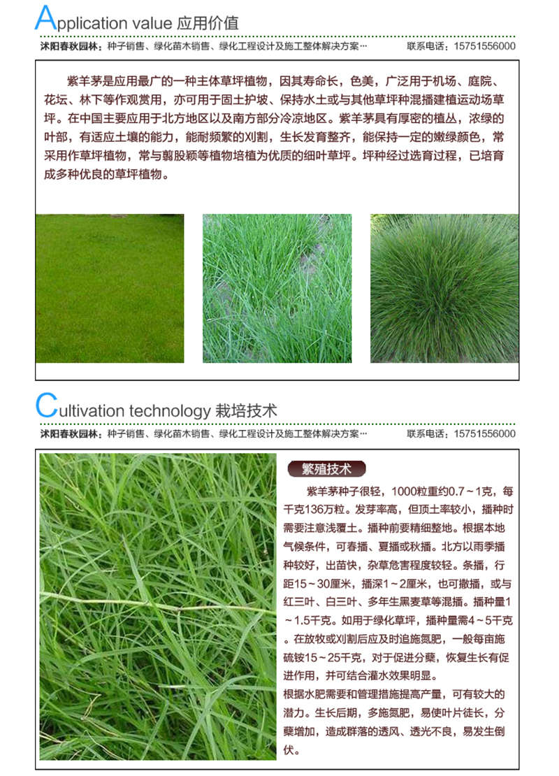 紫羊茅種子應用價值及種植技術