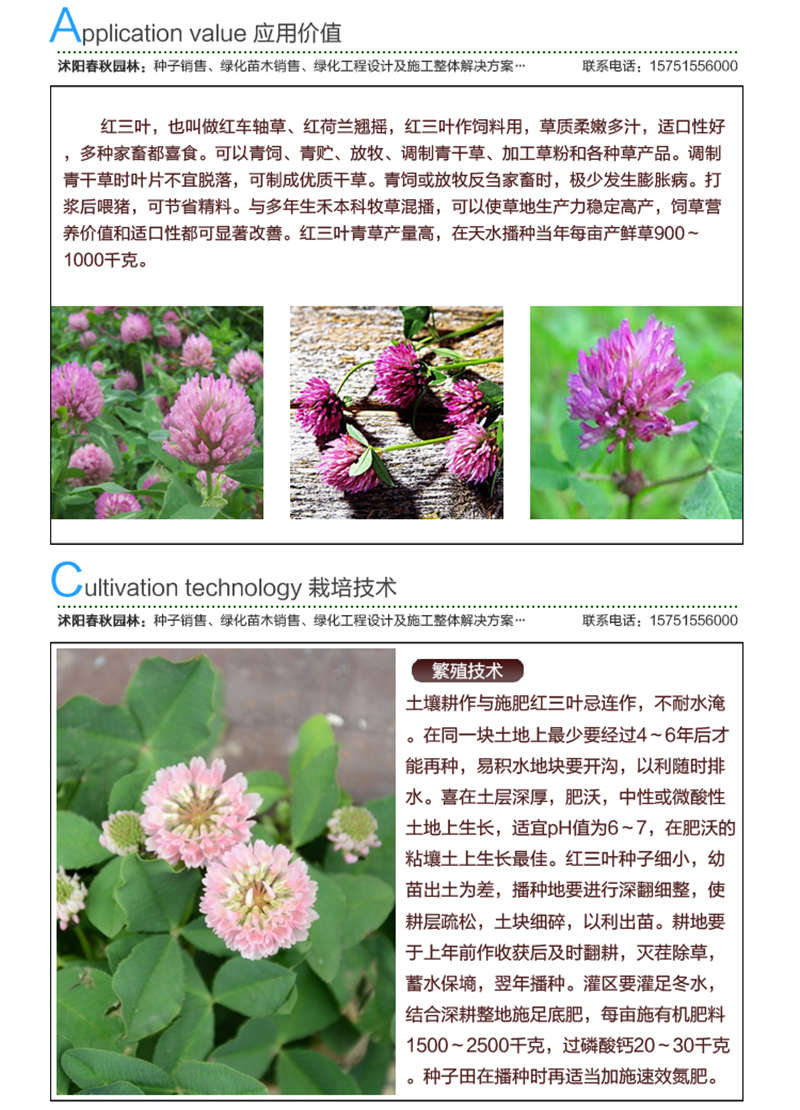 紅三葉種子應用價值及種植技術