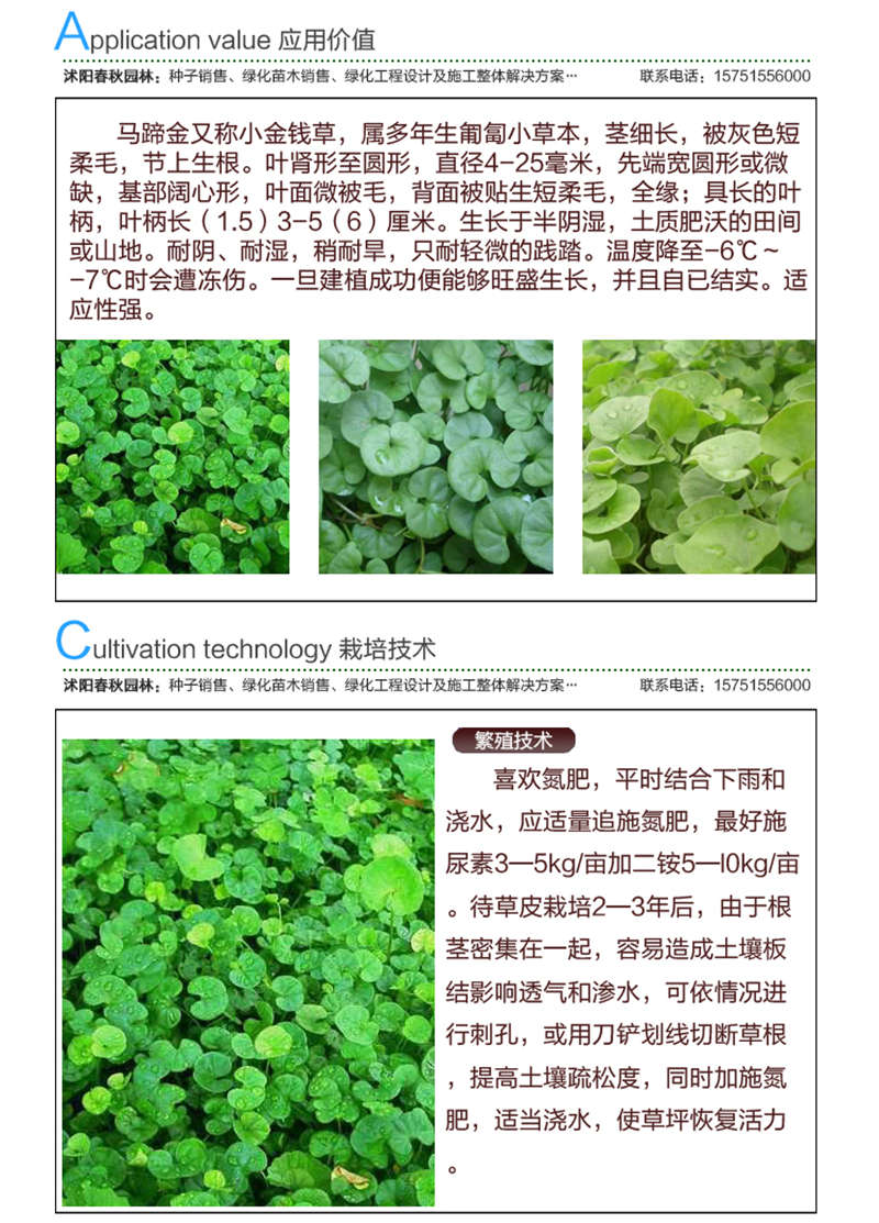 馬蹄金種子應用價值及種植技術