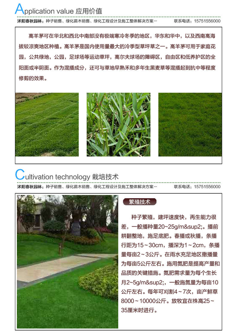 高羊茅種子應用價值及種植技術
