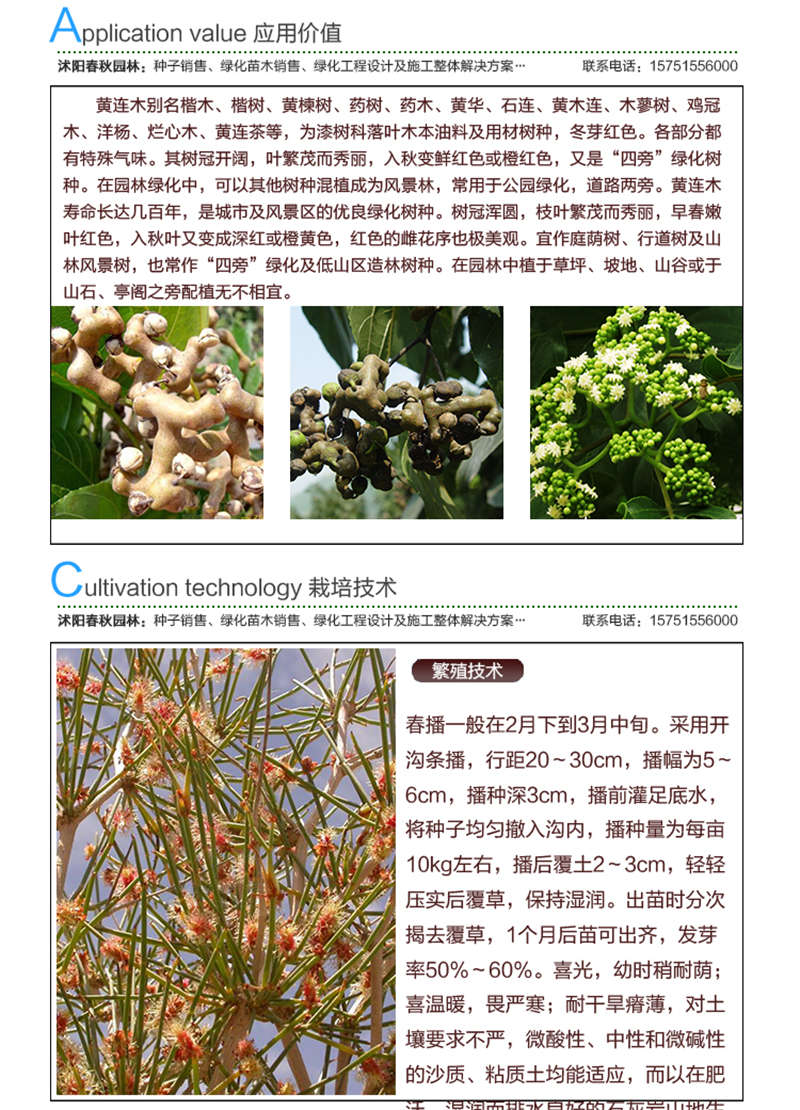 拐棗種子應用價值及種植技術