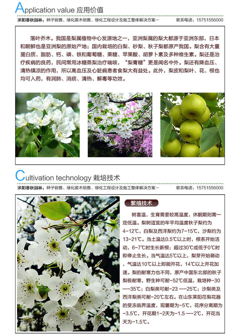 梨樹種子應(yīng)用價(jià)值及種植技術(shù)