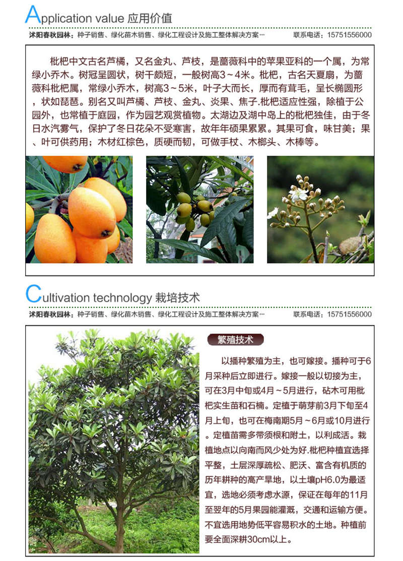 枇杷種子應用價值及種植技術