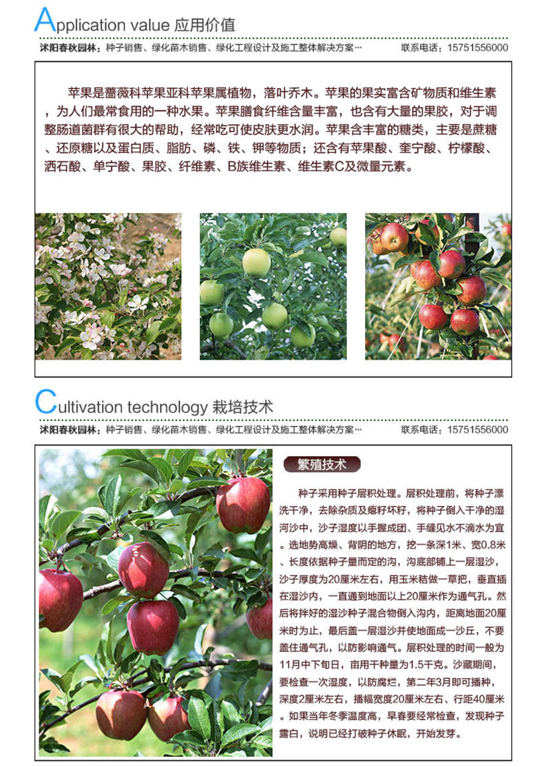 蘋果種子應用價值及種植技術
