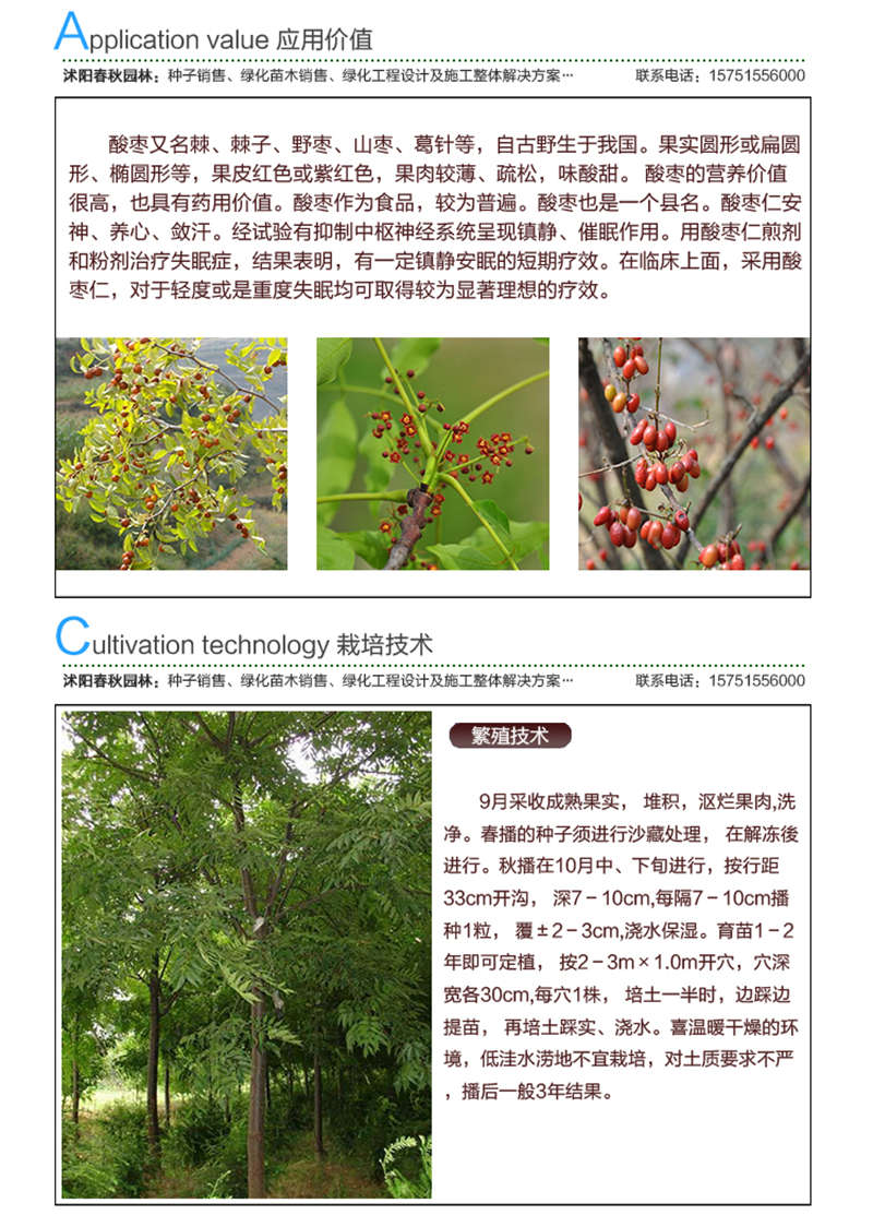 酸棗種子應用價值及種植技術