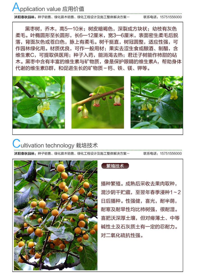 君遷子種子應(yīng)用價(jià)值及種植技術(shù)