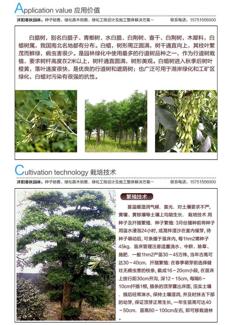 白蠟種子應(yīng)用價值及種植技術(shù)