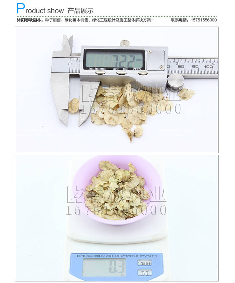 白榆種子銷售參考價格