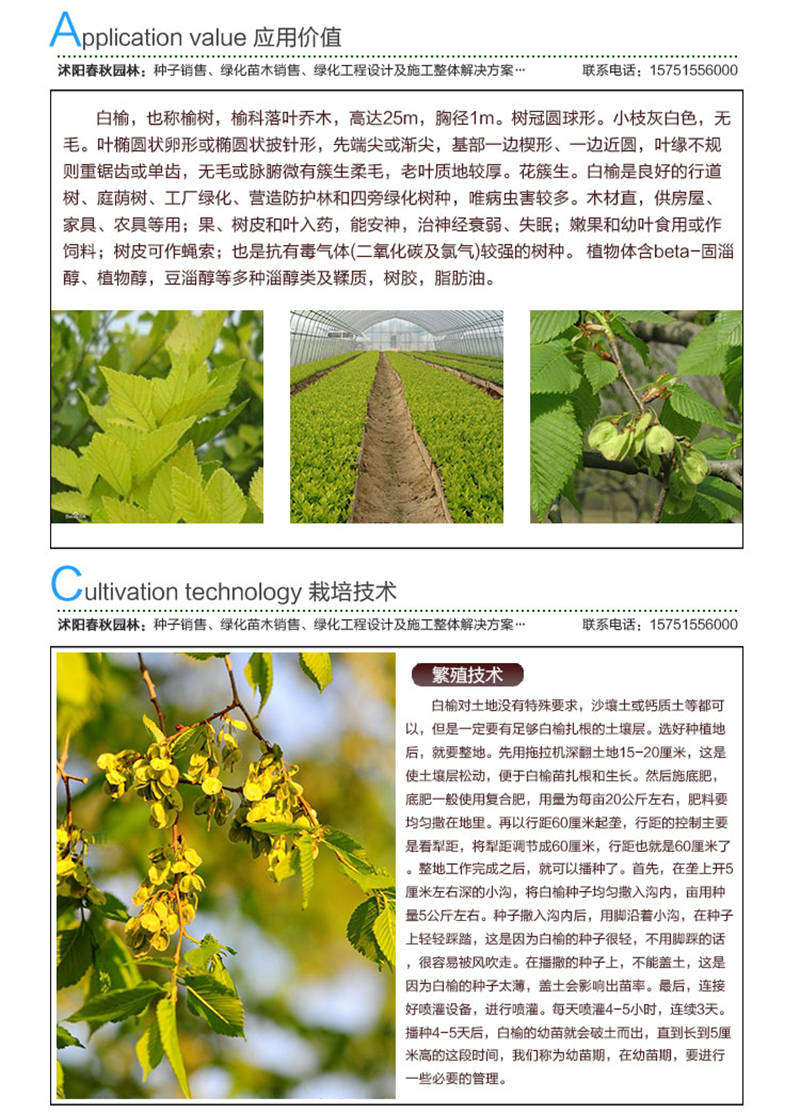 白榆種子應用價值及種植技術