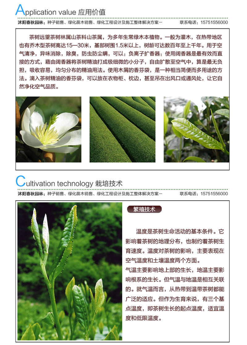 茶樹種子應用價值及種植技術