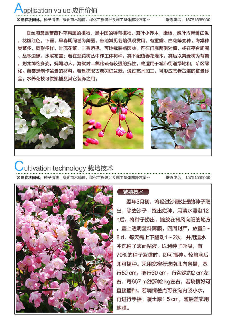 垂絲海棠種子應用價值及種植技術