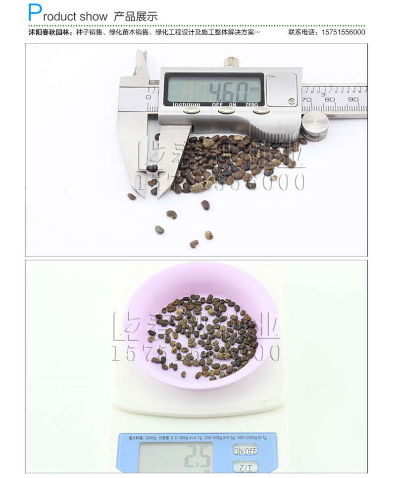 刺槐種子銷售參考價格