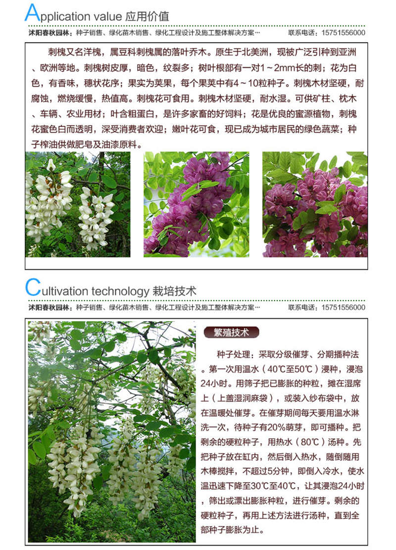 刺槐種子應用價值及種植技術
