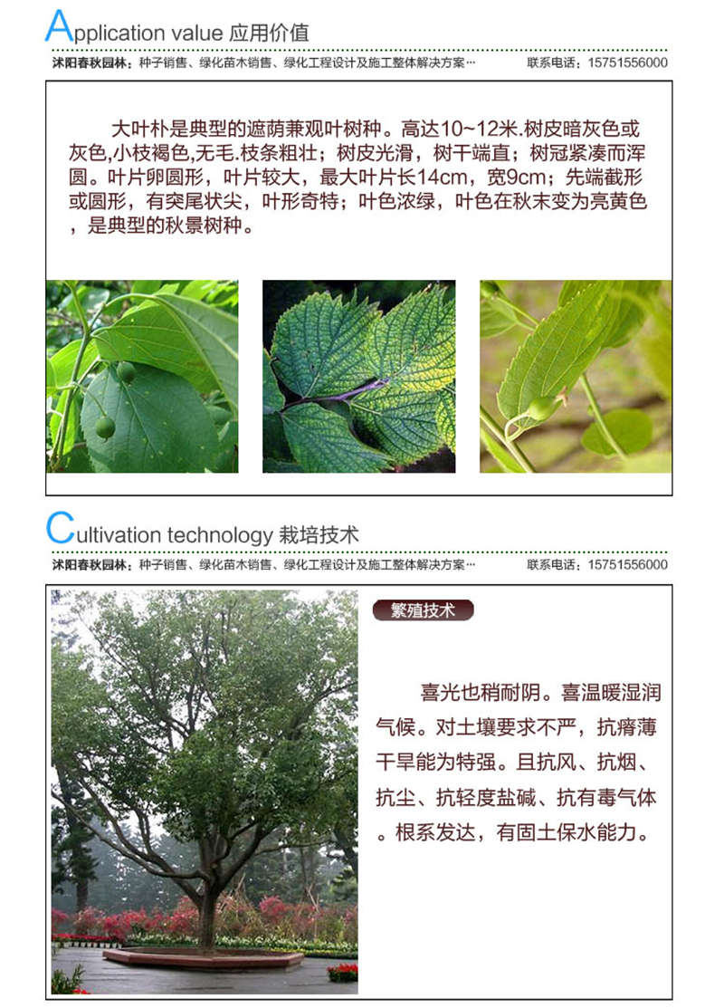 大葉樸樹種子應用價值及種植技術