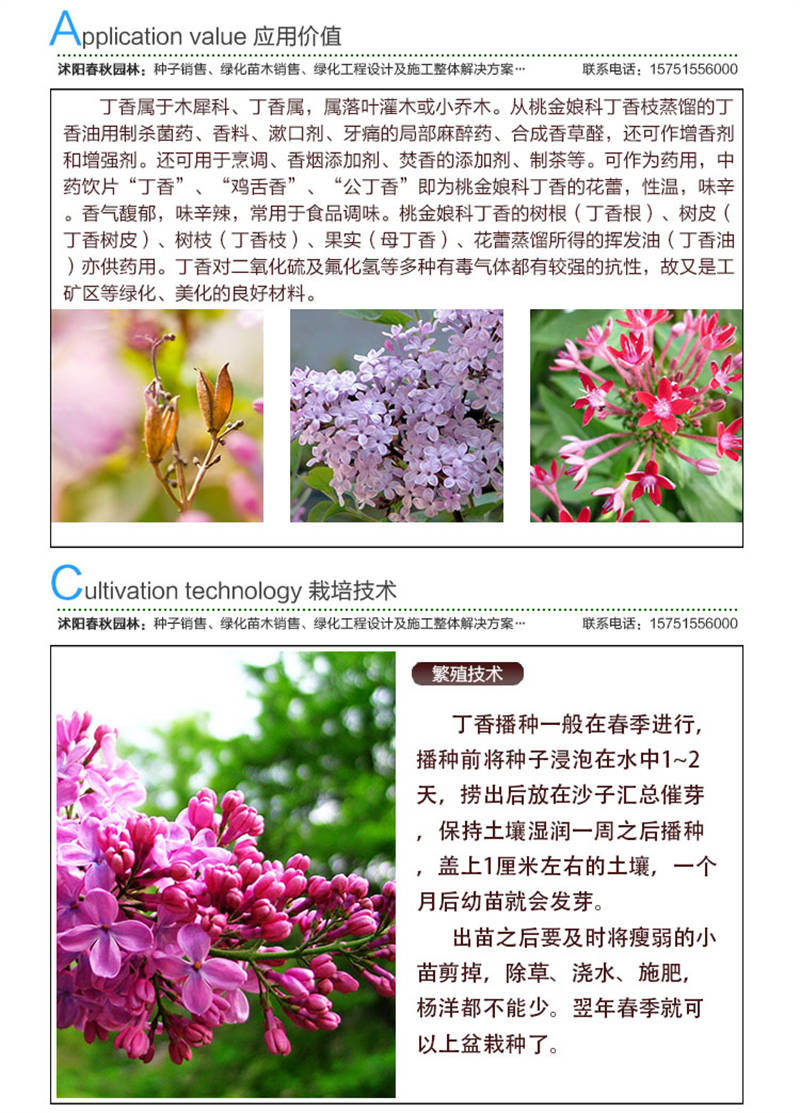 丁香種子應用價值及種植技術