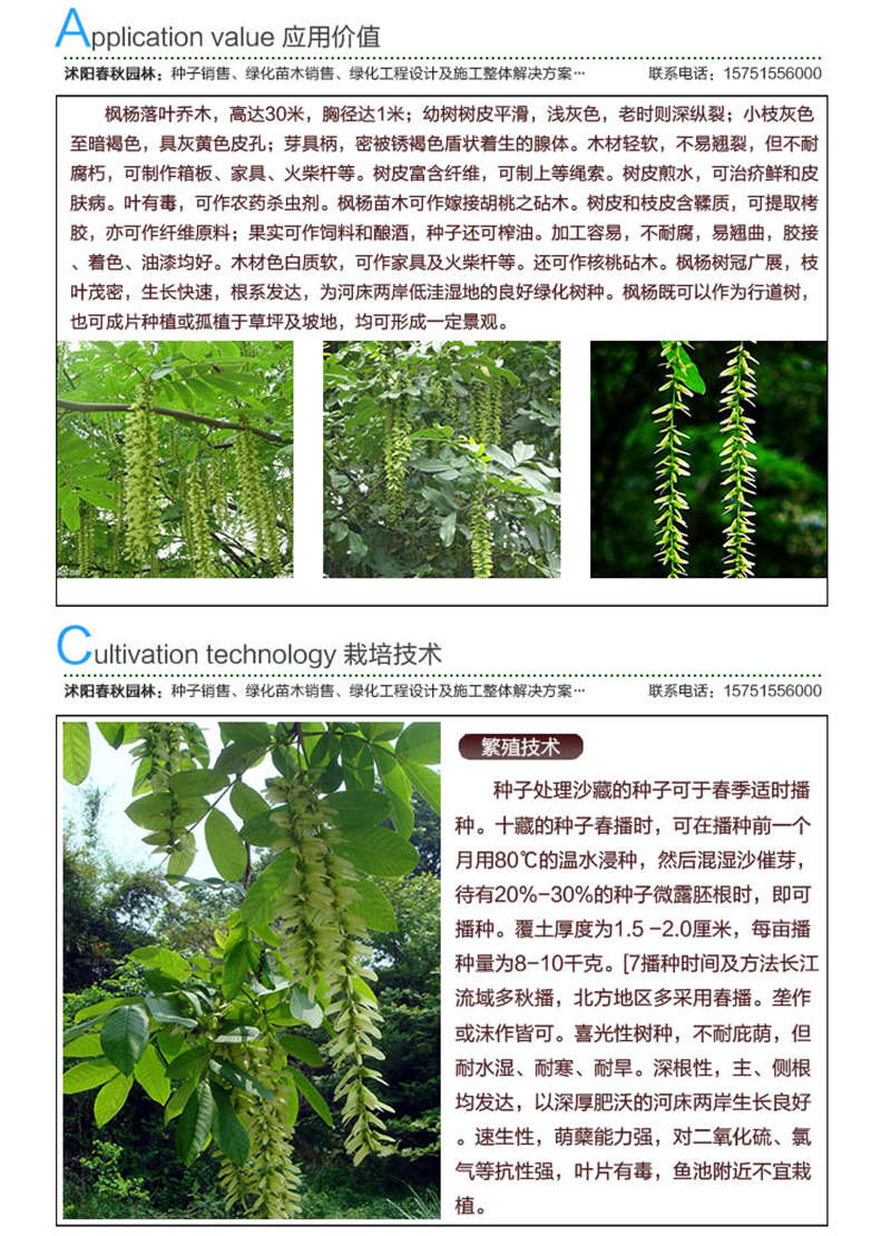 楓楊種子應用價值及種植技術