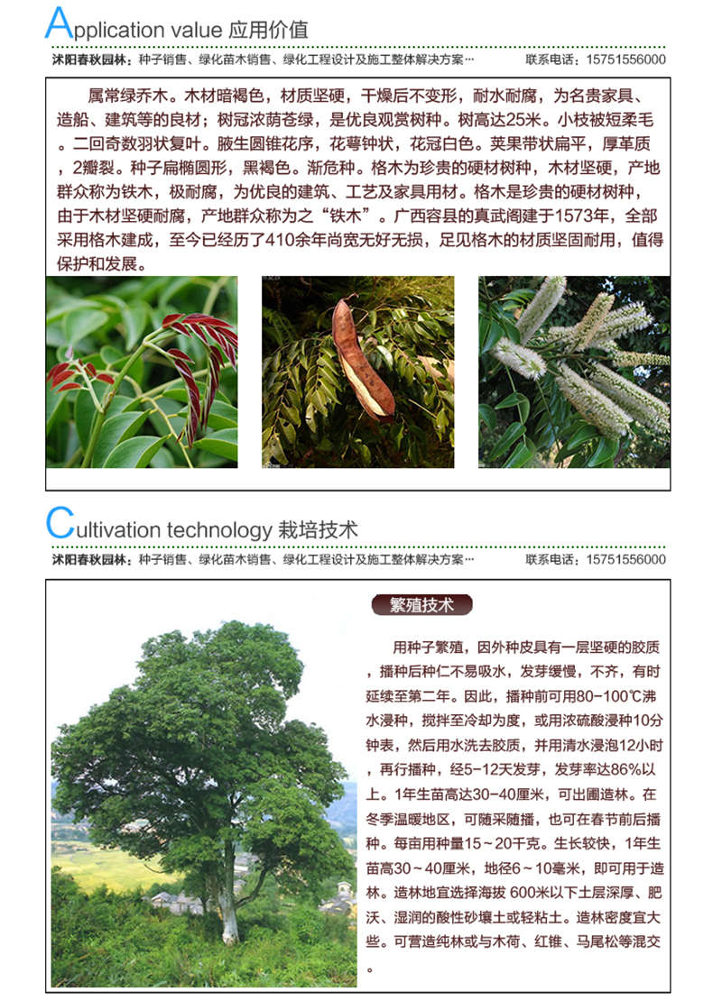 格木種子應用價值及種植技術