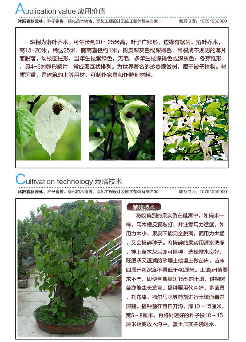珙桐種子應用價值及種植技術