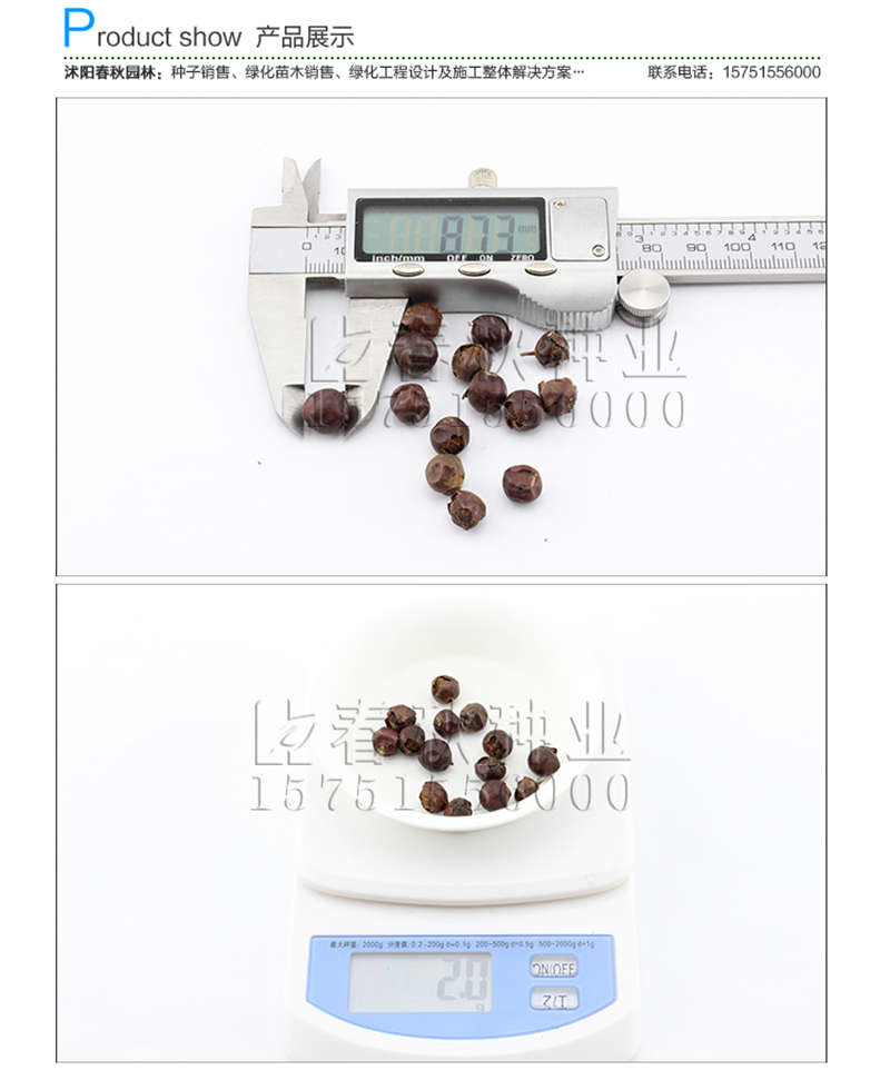 枸骨種子銷售參考價格