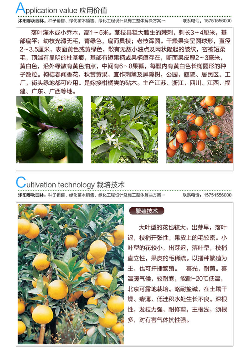 構(gòu)桔種子應(yīng)用價(jià)值及種植技術(shù)