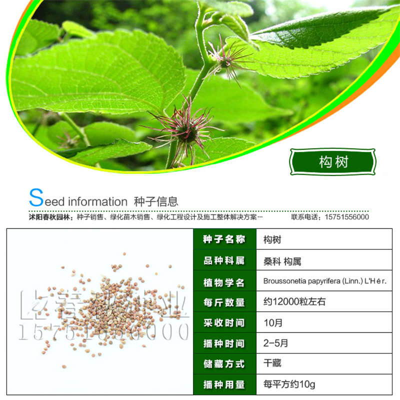 構樹種子基本信息